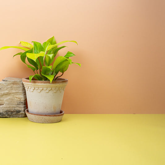 Philodendron Malay Gold, goldgrünes Laub – potflourri