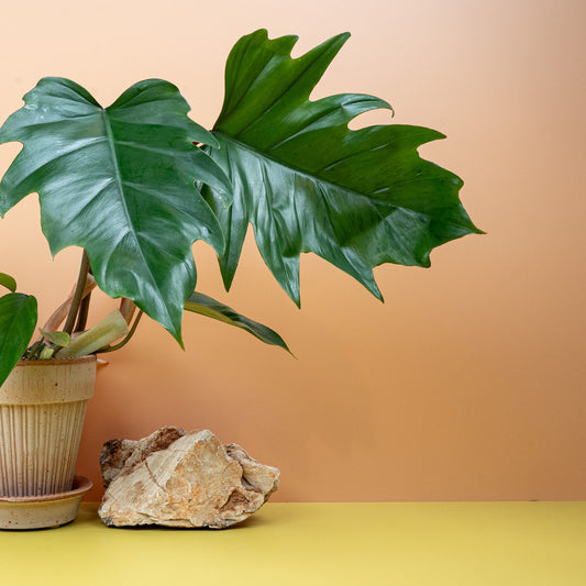 PHILODENDRON MAYOI online bestellen bei potflourri