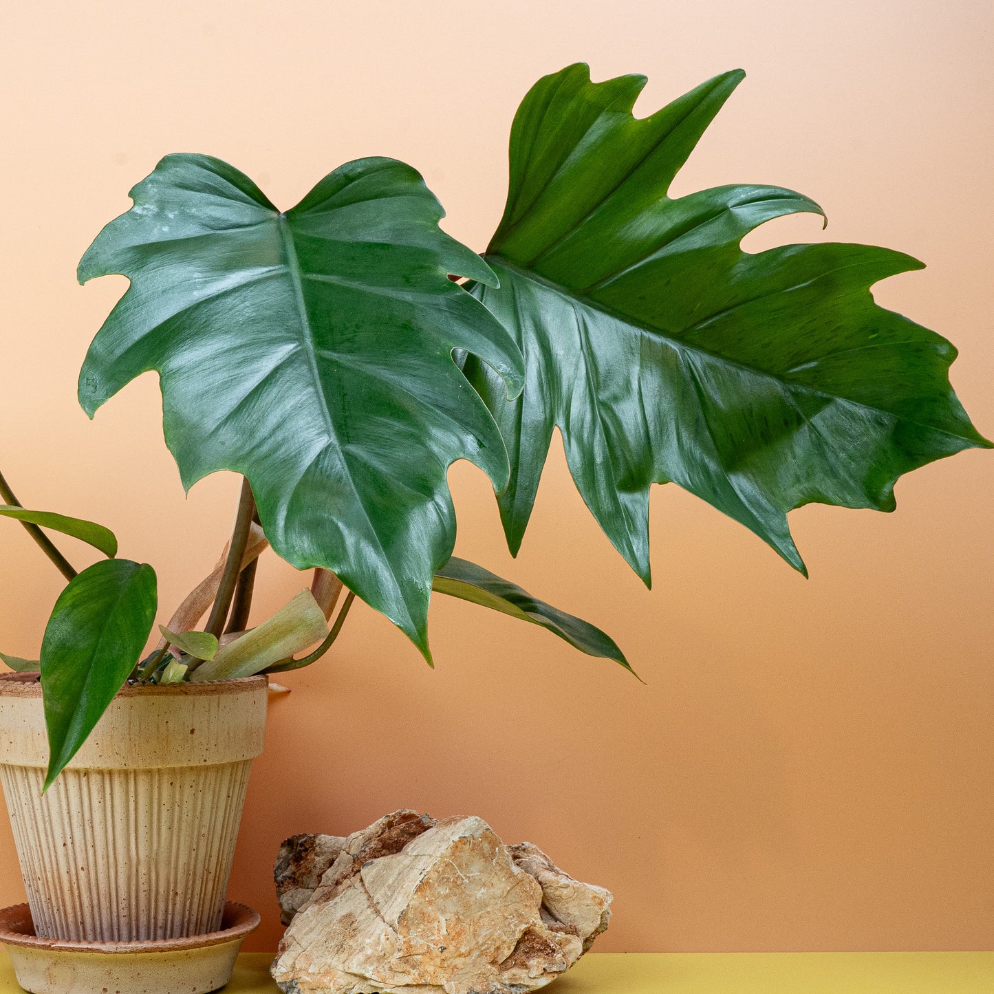 PHILODENDRON MAYOI online bestellen bei potflourri