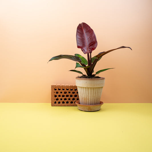 Philodendron McColleys Finale, kastanienbraune junge Blätter – potflourri