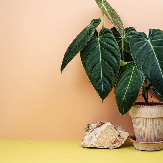 PHILODENDRON MELANOCHRYSUM online bestellen bei potflourri