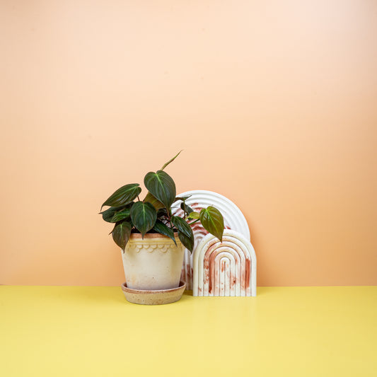 PHILODENDRON MICANS online bestellen bei potflourri