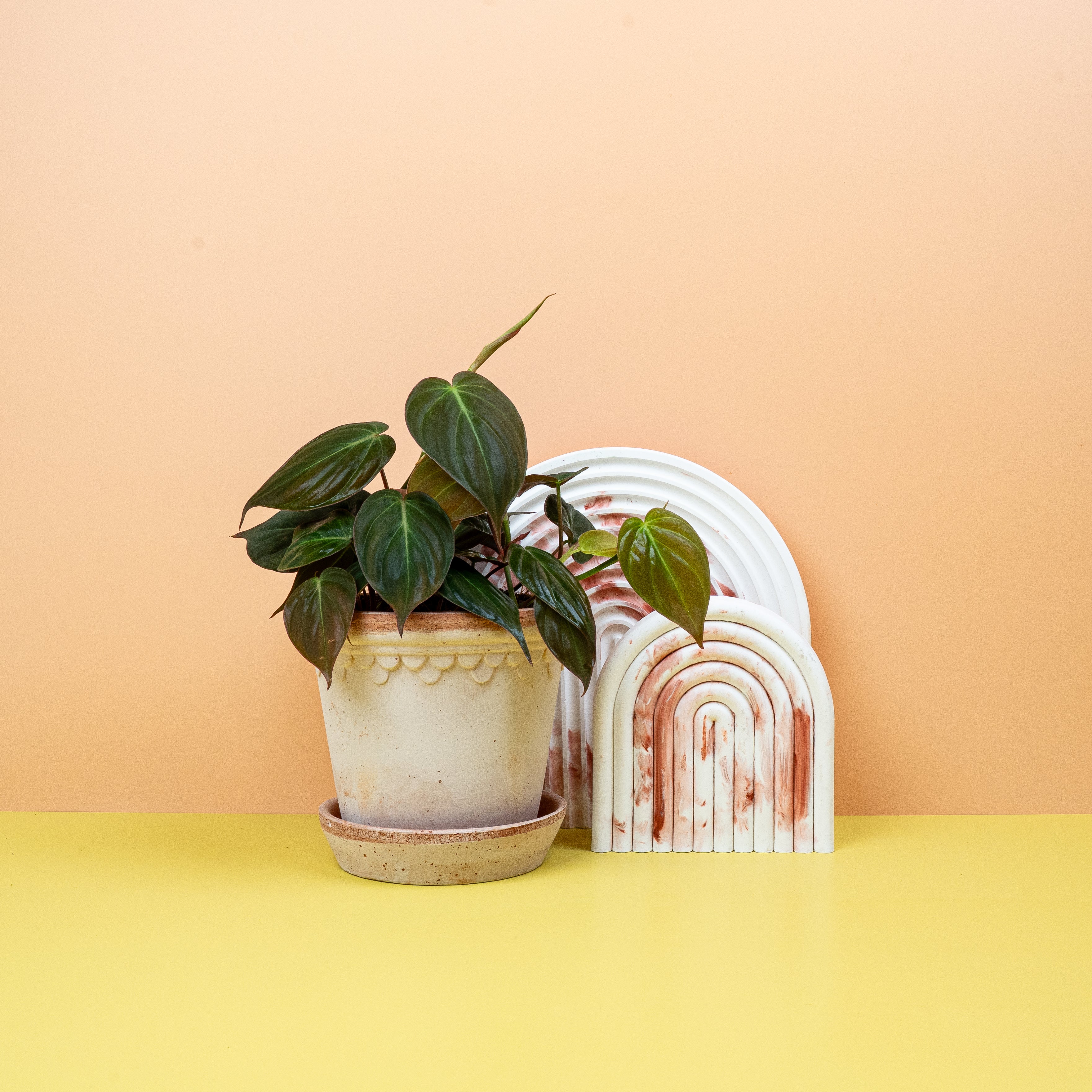 PHILODENDRON MICANS online kaufen bei potflourri