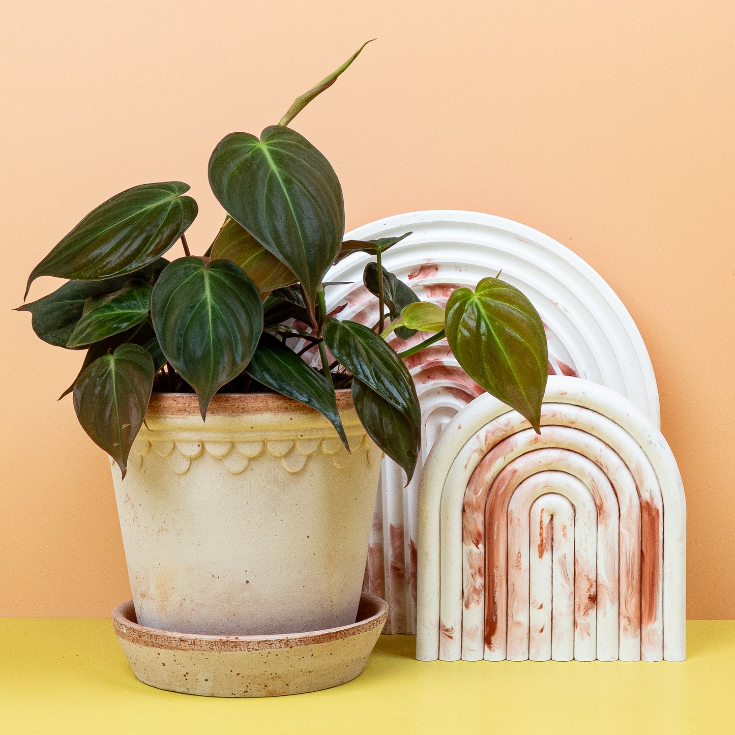 PHILODENDRON MICANS online bestellen bei potflourri