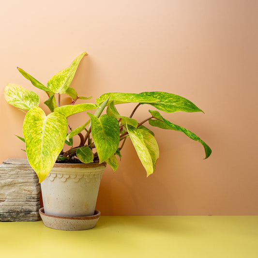 Philodendron Painted Lady – Zimmerpflanze mit Farbenspiel – potflourri