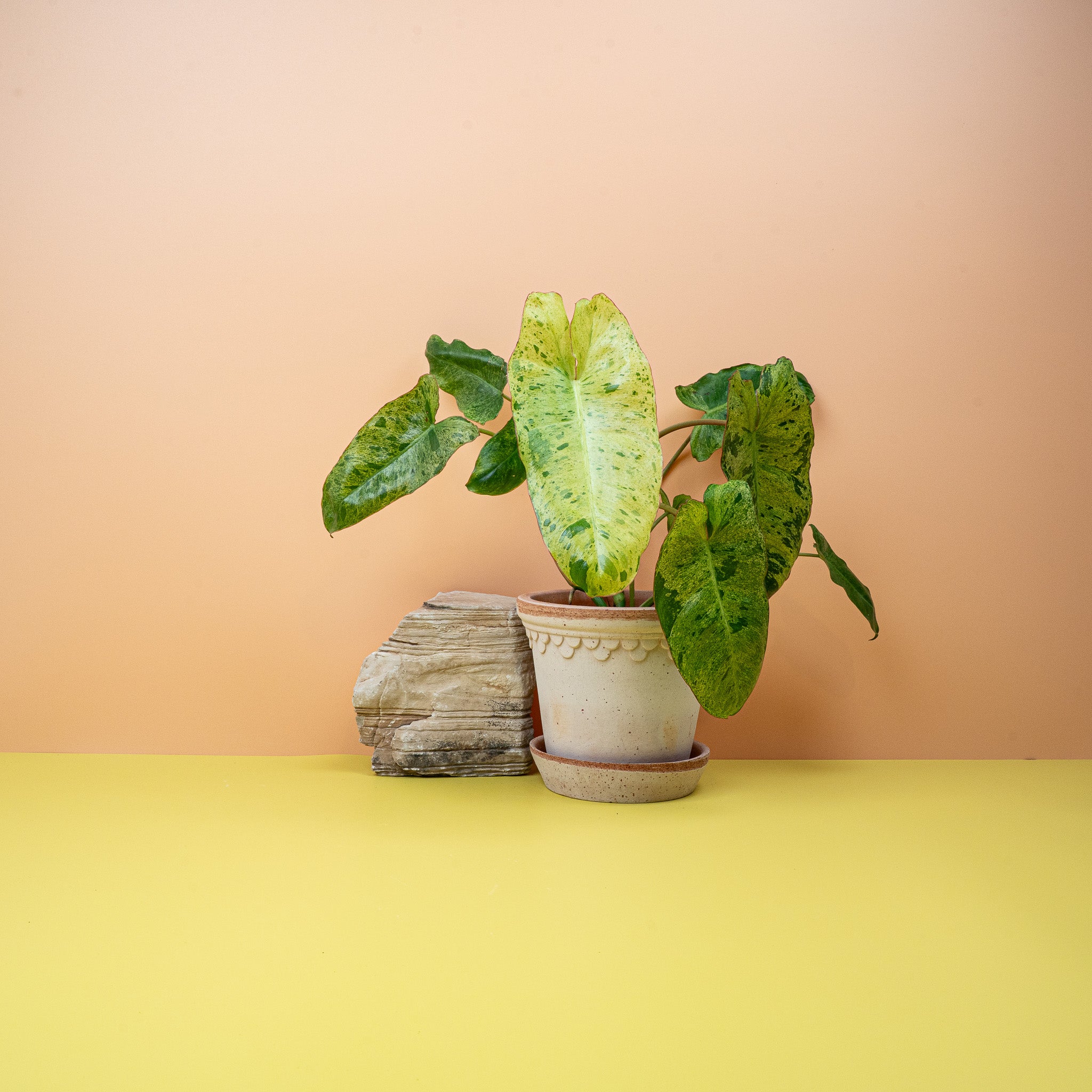 PHILODENDRON PARAISO VERDE online kaufen bei potflourri