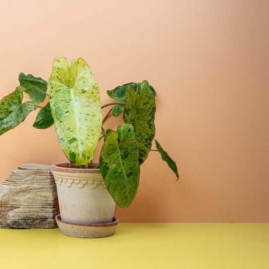 PHILODENDRON PARAISO VERDE online bestellen bei potflourri