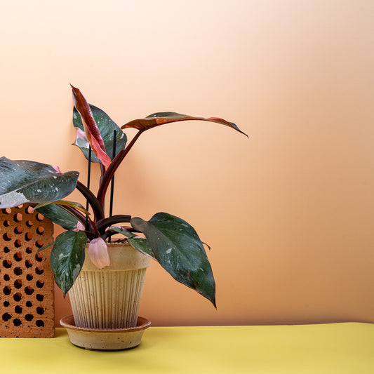 PHILODENDRON PINK PRINCESS online bestellen bei potflourri