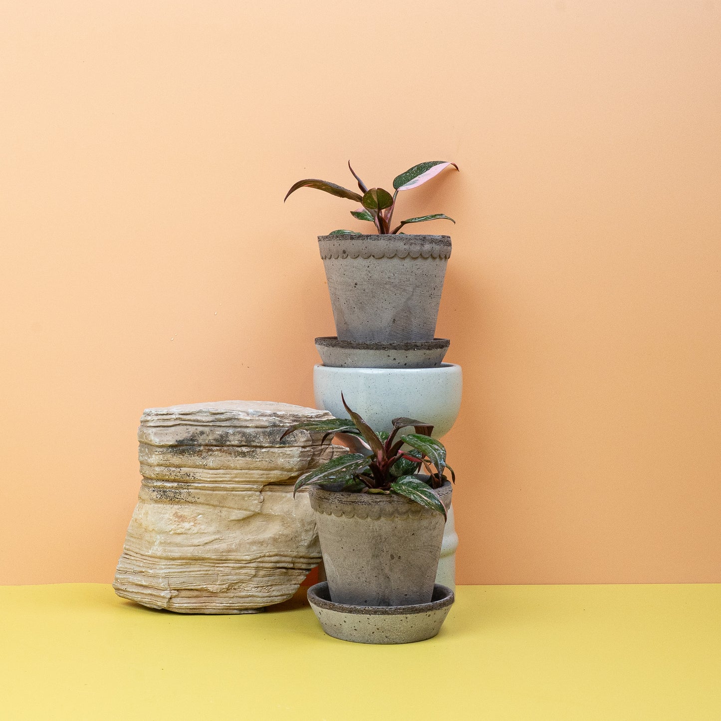 PHILODENDRON PINK PRINCESS online bestellen bei potflourri