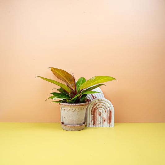 Philodendron Prince of Orange – Zimmerpflanze mit Farbverlauf – potflourri