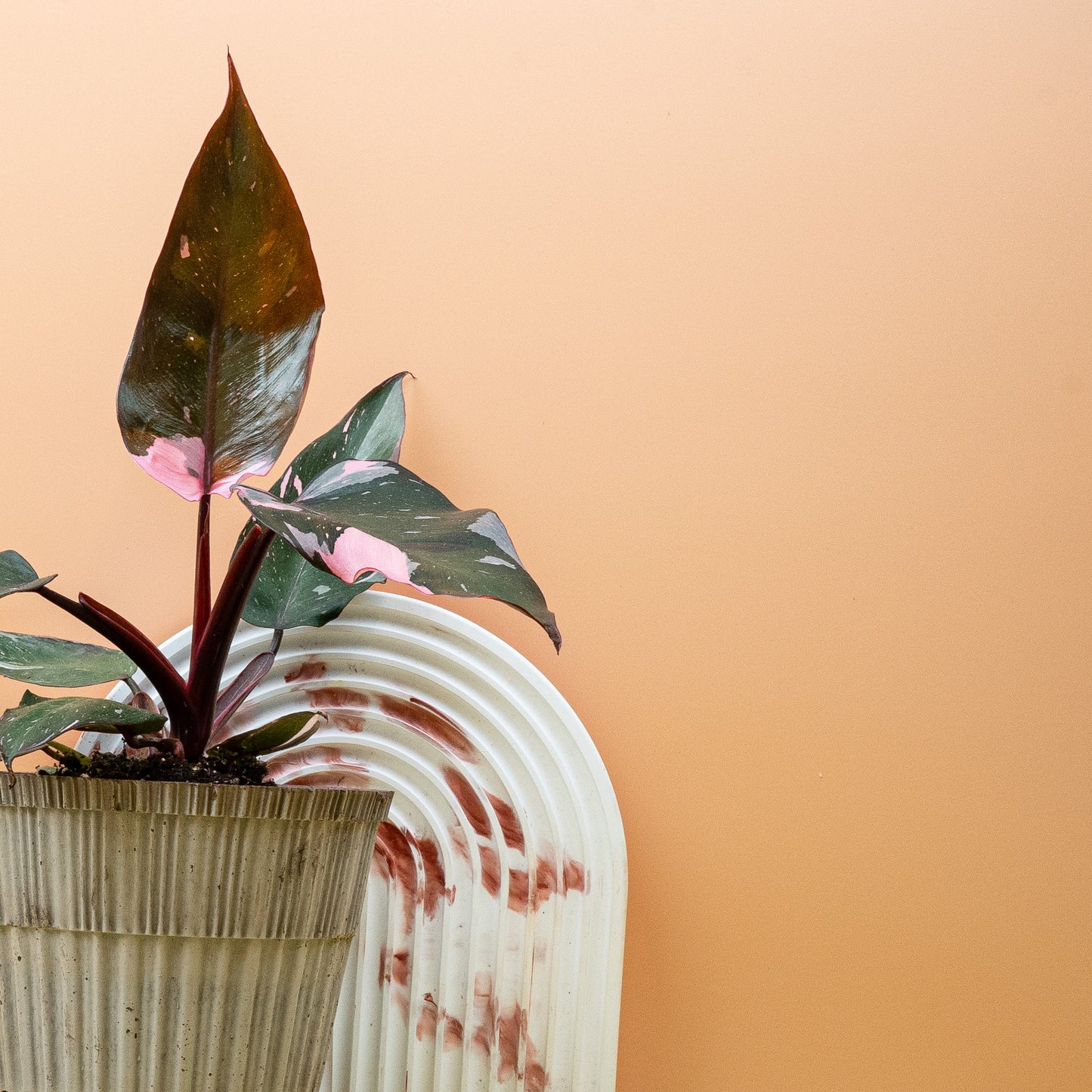 PHILODENDRON RED ANDERSON online bestellen bei potflourri