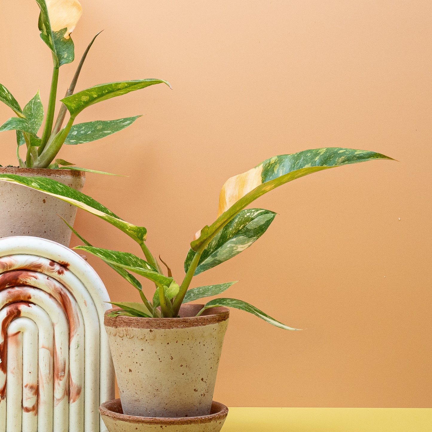 PHILODENDRON RING OF FIRE online bestellen bei potflourri