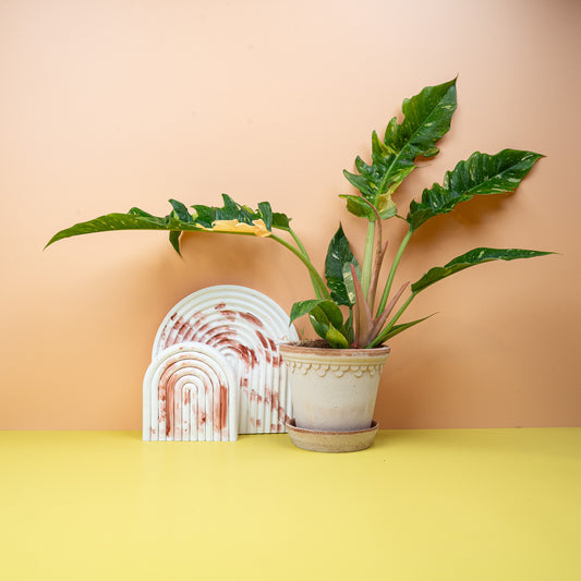 Philodendron Ring of Fire – Zimmerpflanze mit Farbverlauf – potflourri
