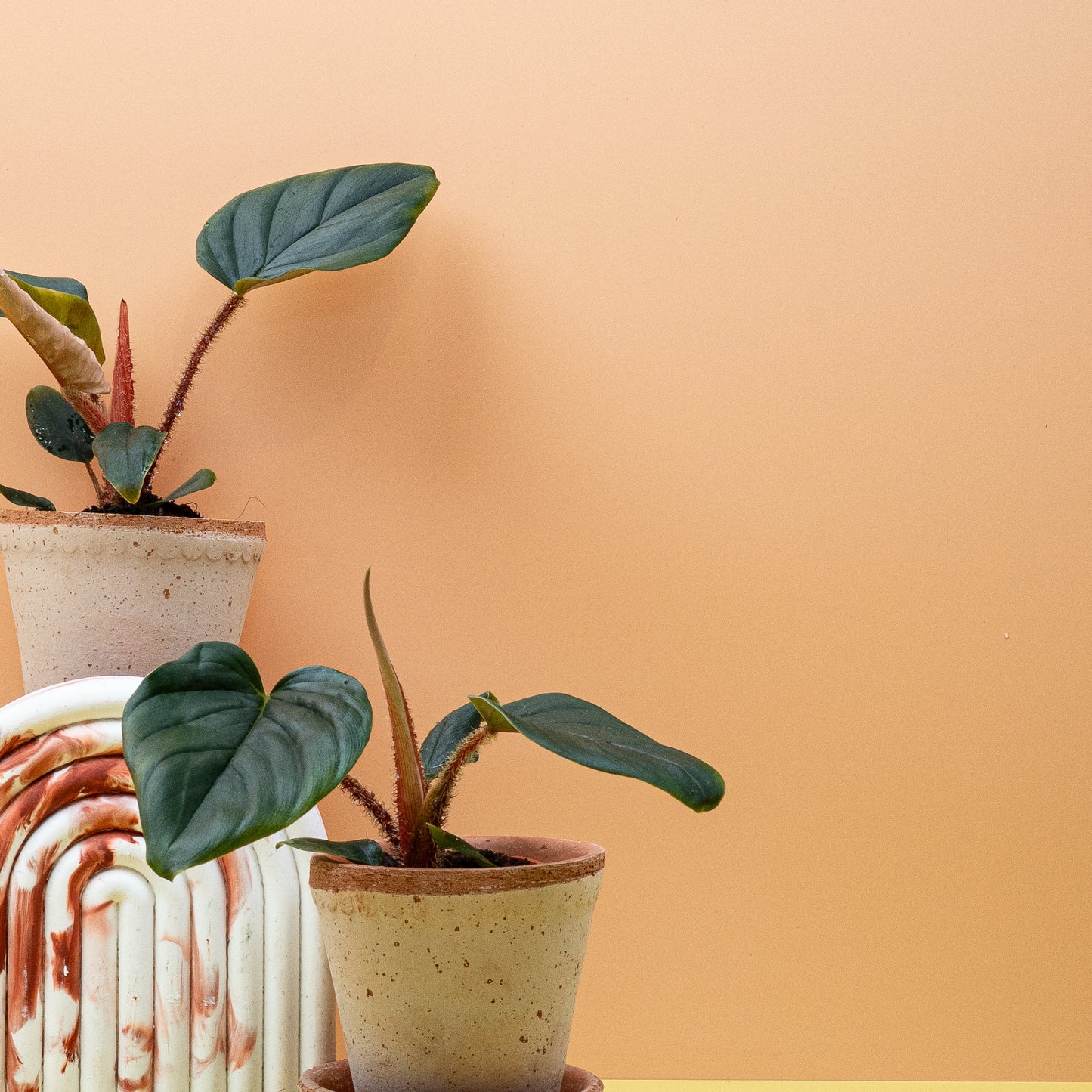 PHILODENDRON SQUAMICAULE online bestellen bei potflourri