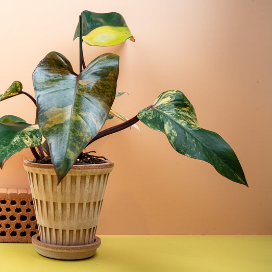 PHILODENDRON STRAWBERRY SHAKE online bestellen bei potflourri