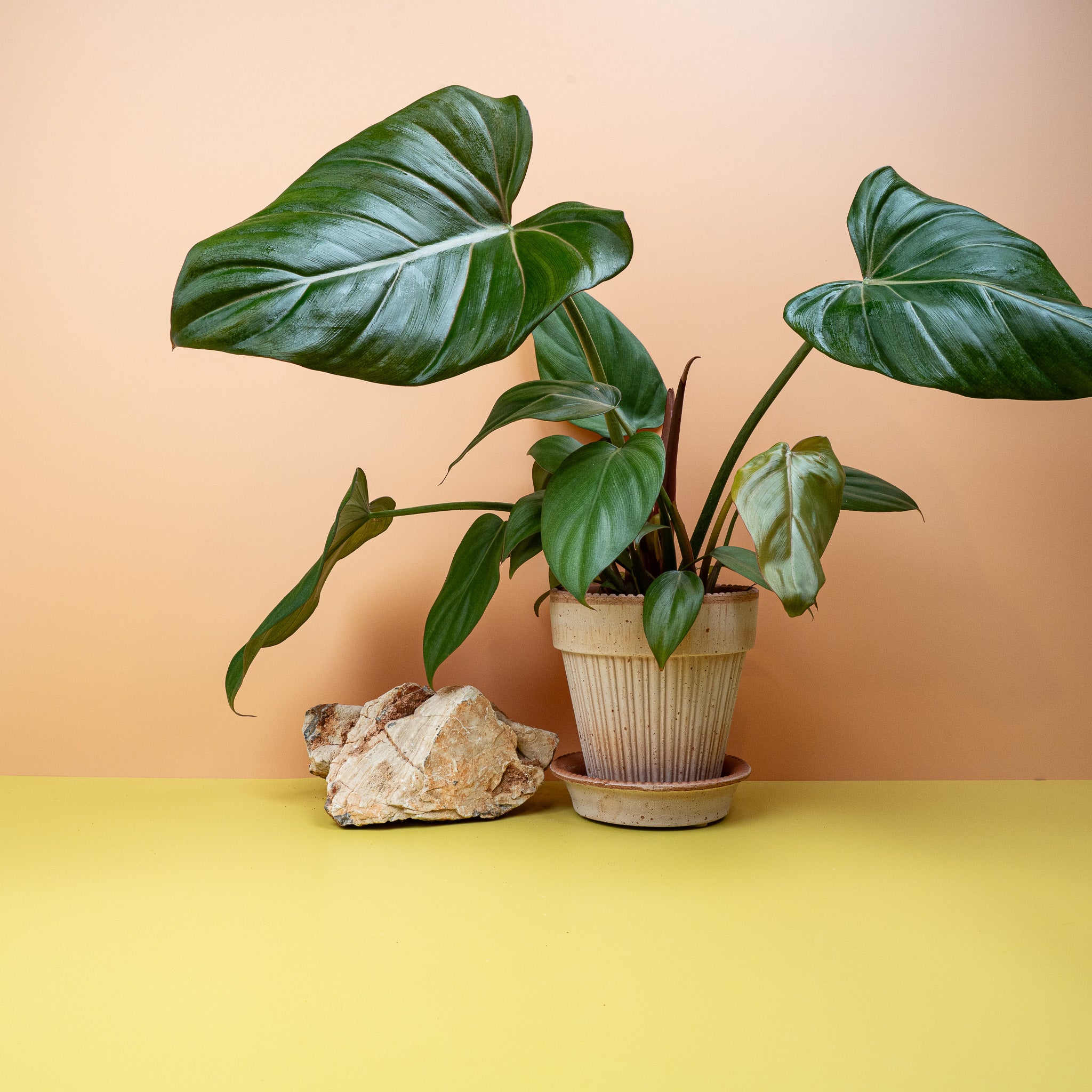 PHILODENDRON SUMMER GLORY online kaufen bei potflourri