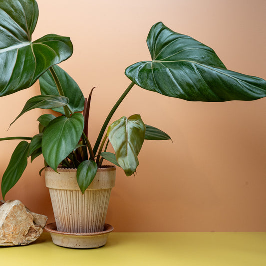 Philodendron Summer Glory, glänzende Blätter – potflourri