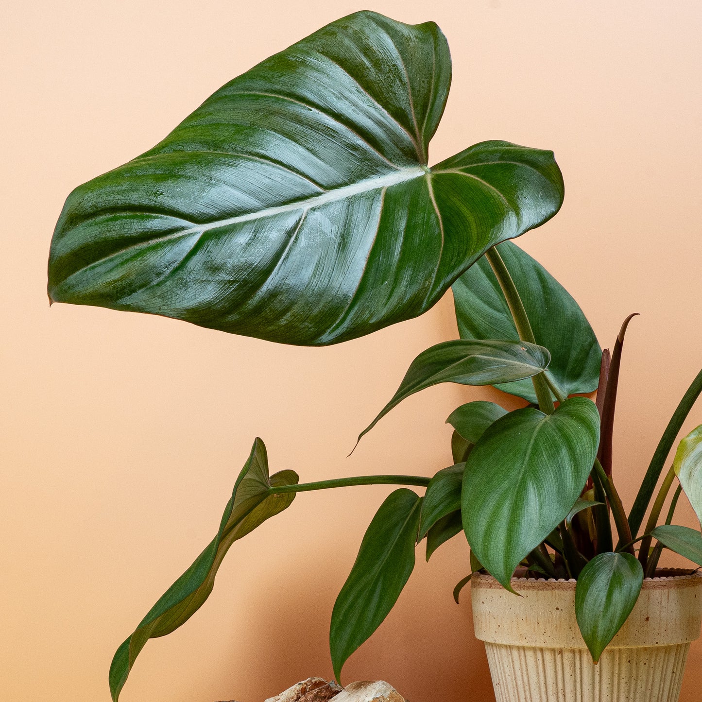 Philodendron - Häufig gestellte Fragen zum Philodendron