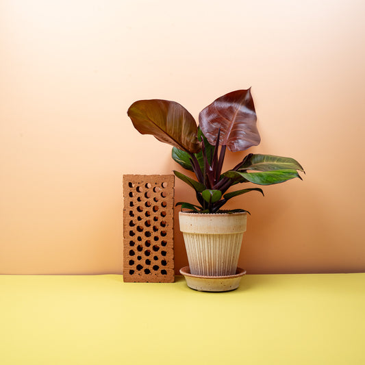 Philodendron Sunlight – Zimmerpflanze mit gelb-roten Blättern – potflourri