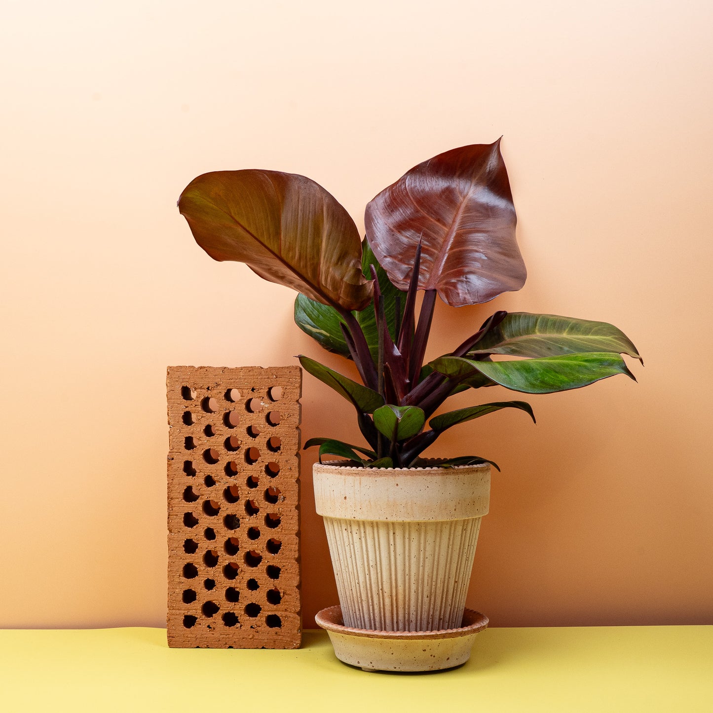 PHILODENDRON SUNLIGHT online bestellen bei potflourri