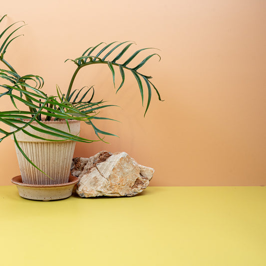 Philodendron Tortum – Zimmerpflanze mit gewundenen Blättern – potflourri