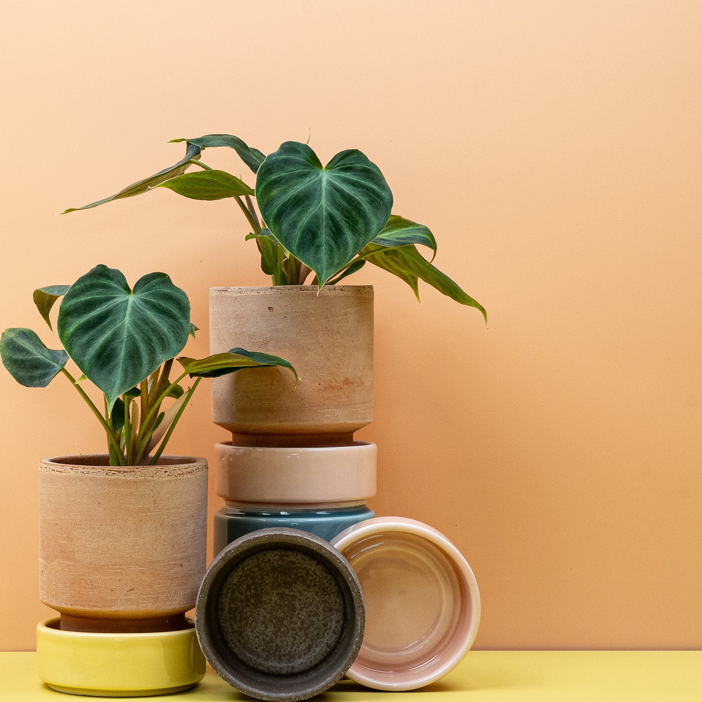 PHILODENDRON VERRUCOSUM online bestellen bei potflourri