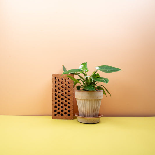 Philodendron White Princess – Zimmerpflanze mit weißer Panaschierung – potflourri