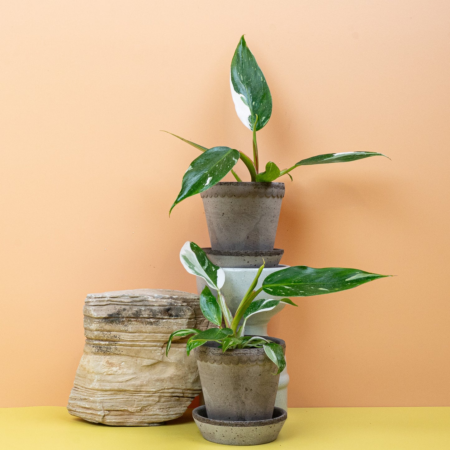 PHILODENDRON WHITE PRINCESS online bestellen bei potflourri