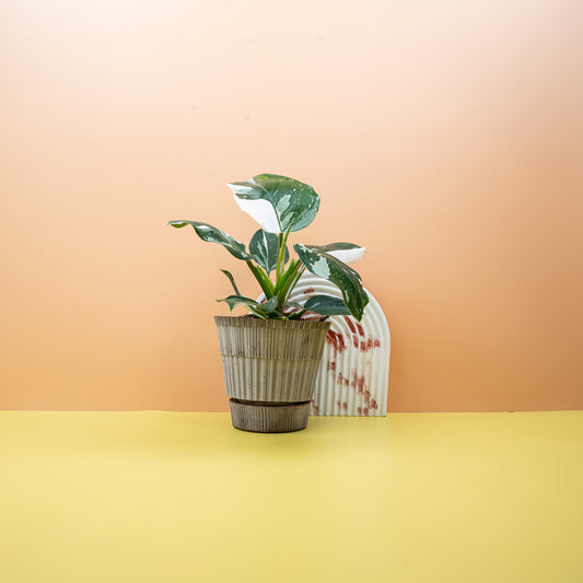 Philodendron White Wizard – Zimmerpflanze mit weißer Panaschierung – potflourri