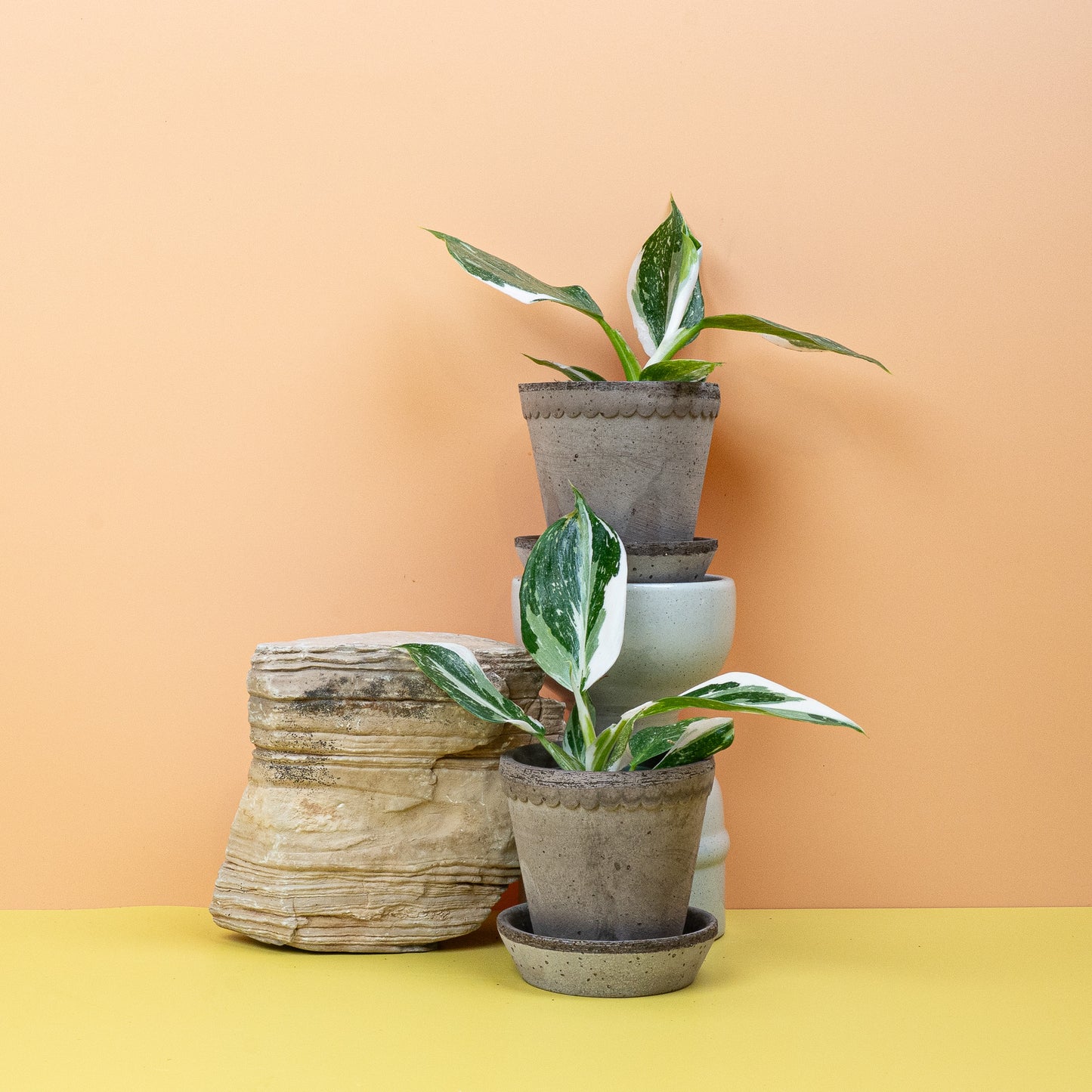 PHILODENDRON WHITE WIZARD online bestellen bei potflourri