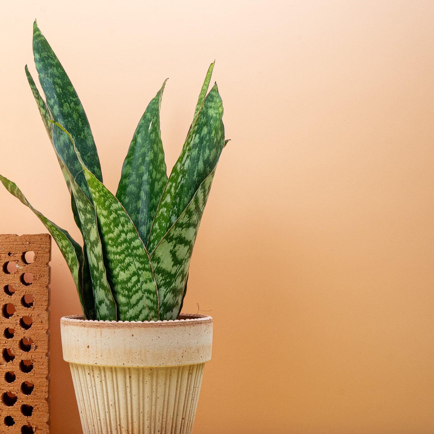 SANSEVIERIA AUBRYTNIANA DRAGON online bestellen bei potflourri