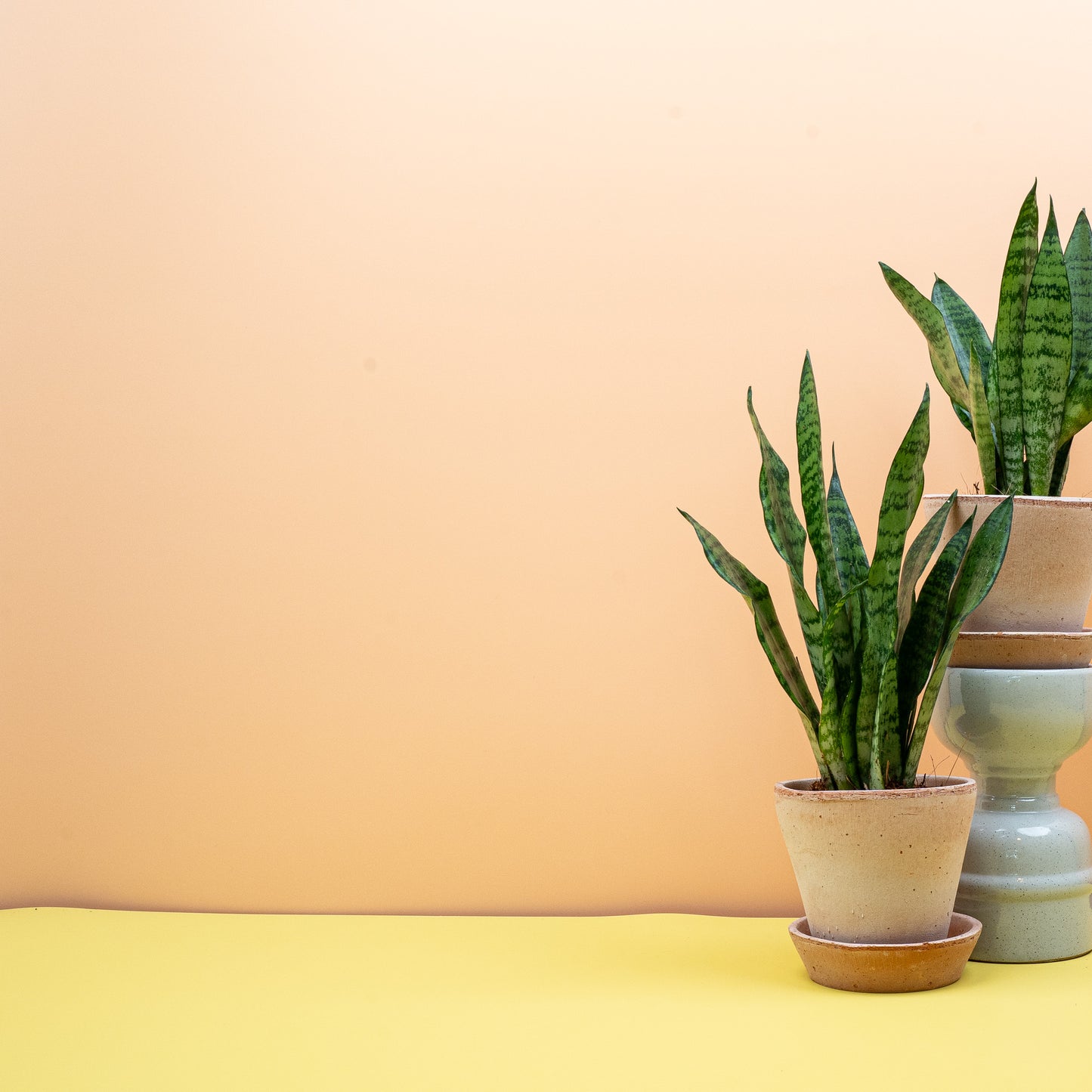 SANSEVIERIA BLACK CORAL online bestellen bei potflourri