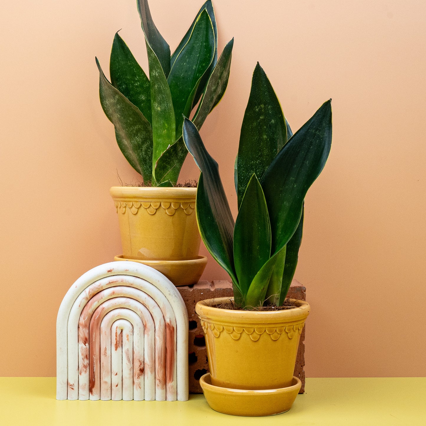 SANSEVIERIA BLACK DIAMOND online bestellen bei potflourri