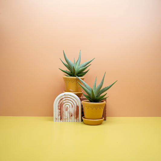 Sansevieria Chanin Crown mit kronenartiger Blattrosette – potflourri
