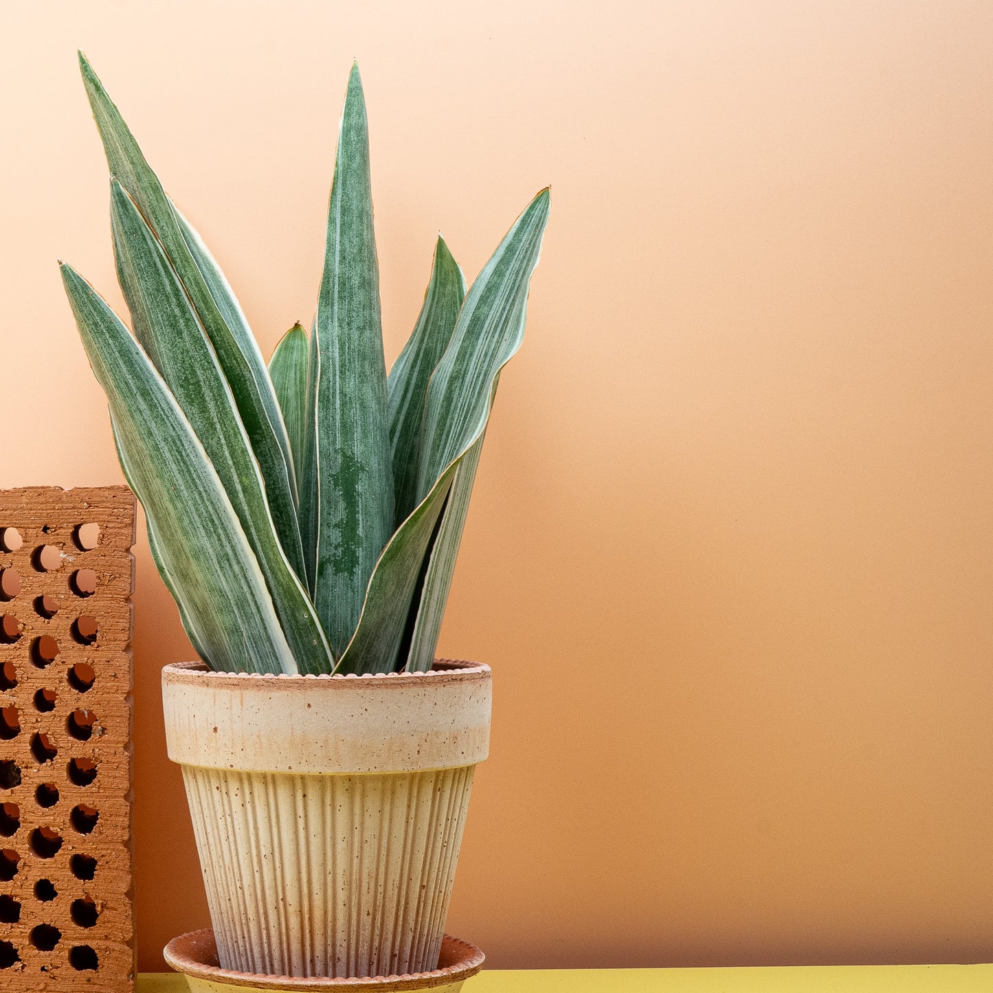 SANSEVIERIA METALLICA online bestellen bei potflourri