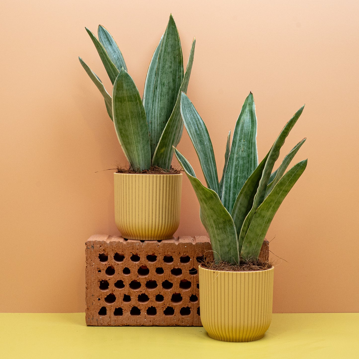 SANSEVIERIA METALLICA online bestellen bei potflourri