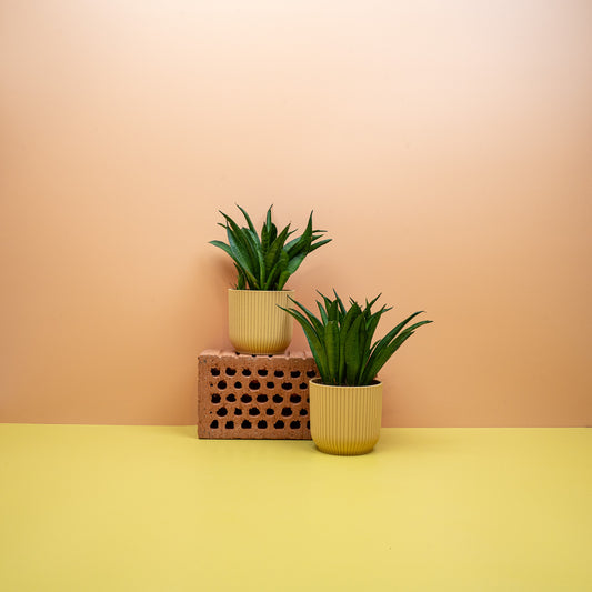 Sansevieria Panthera mit kontrastreicher Blattzeichnung – potflourri