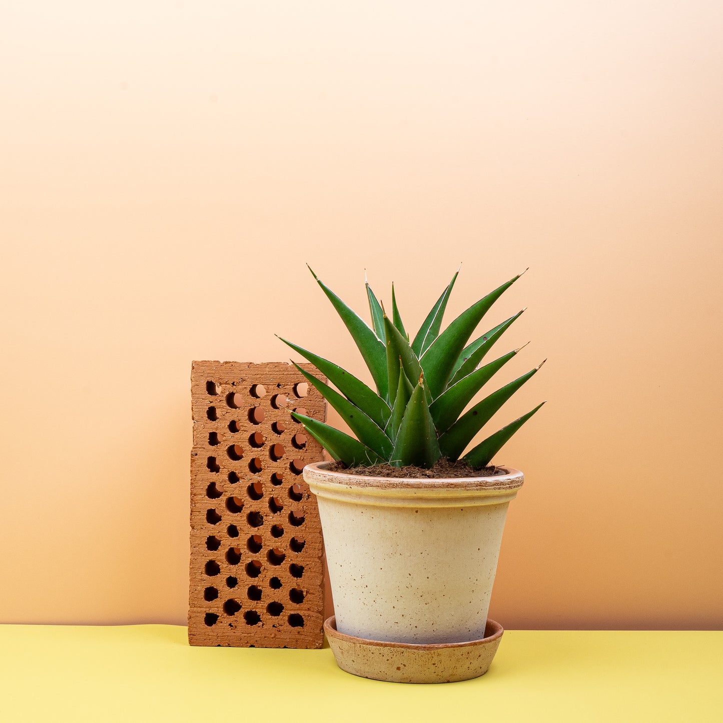 SANSEVIERIA SAMURAI online bestellen bei potflourri