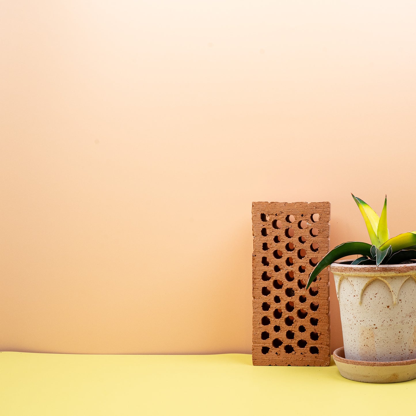 SANSEVIERIA STAR CANARY online bestellen bei potflourri