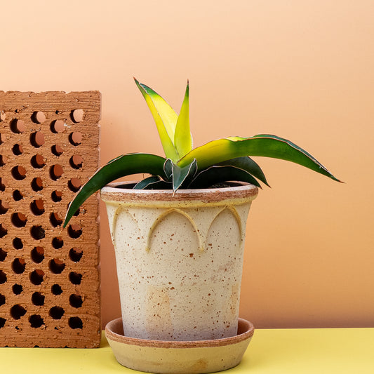 Sansevieria Star Canary – Bogenhanf mit gelb gestreiften Blättern – potflourri