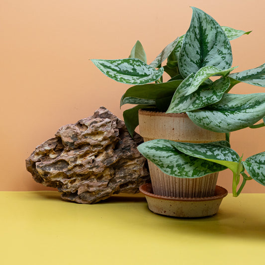 Scindapsus Trebie Big Leaf – großblättrige Zimmerpflanze – potflourri