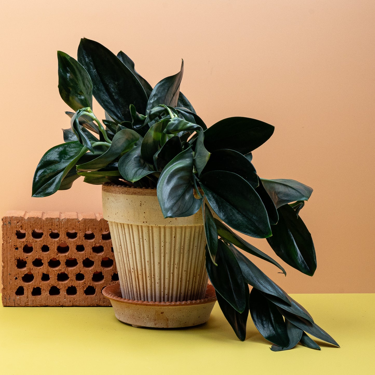 SCINDAPSUS TREUBII DARK online bestellen bei potflourri