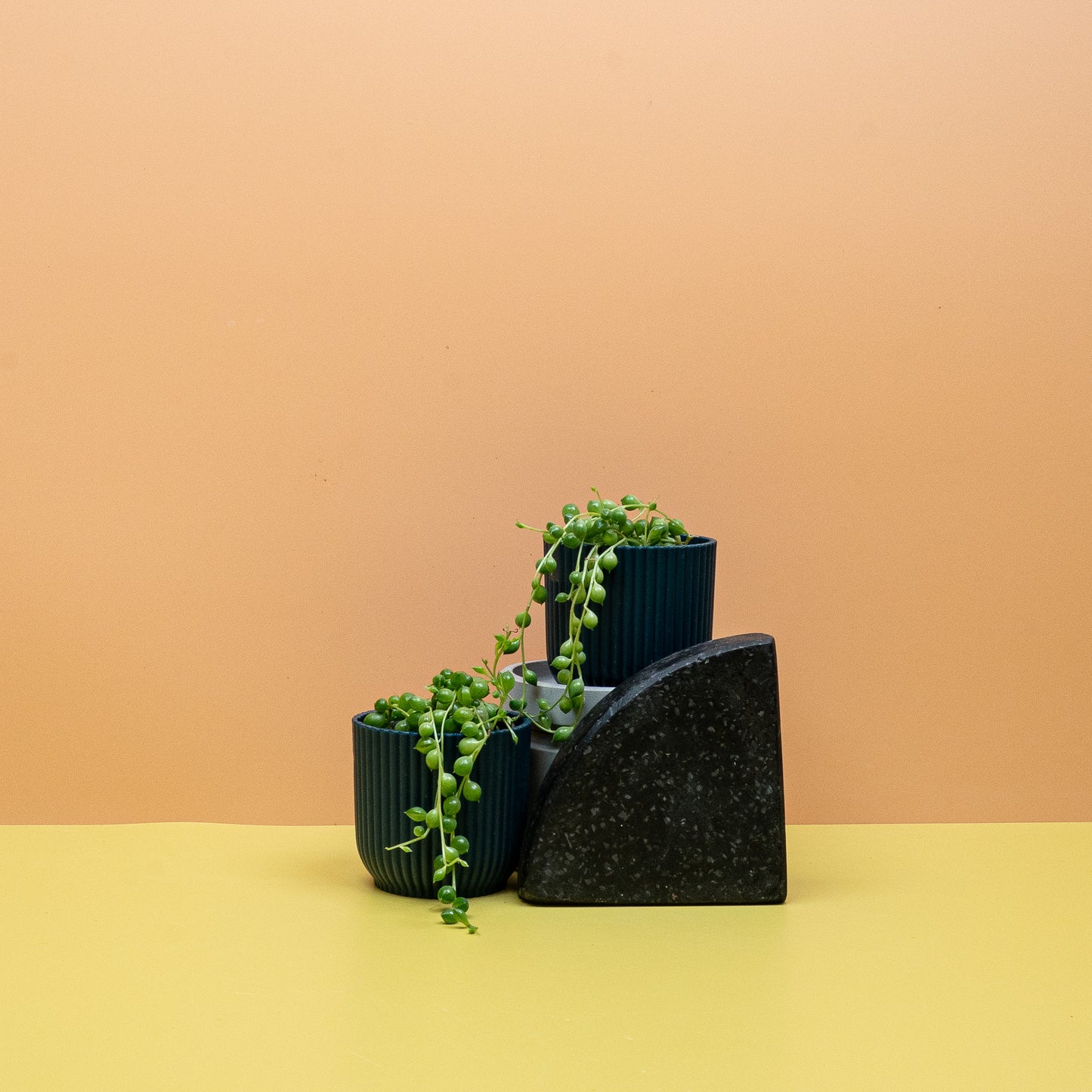 SENECIO ROWLEYANUS online bestellen bei potflourri