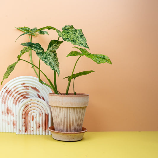 Syngonium Mottled – Pfeilblatt mit marmorierter Zeichnung – potflourri
