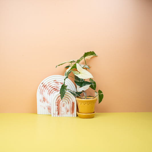 SYNGONIUM PODOPHYLLUM VARIEGATA online bestellen bei potflourri