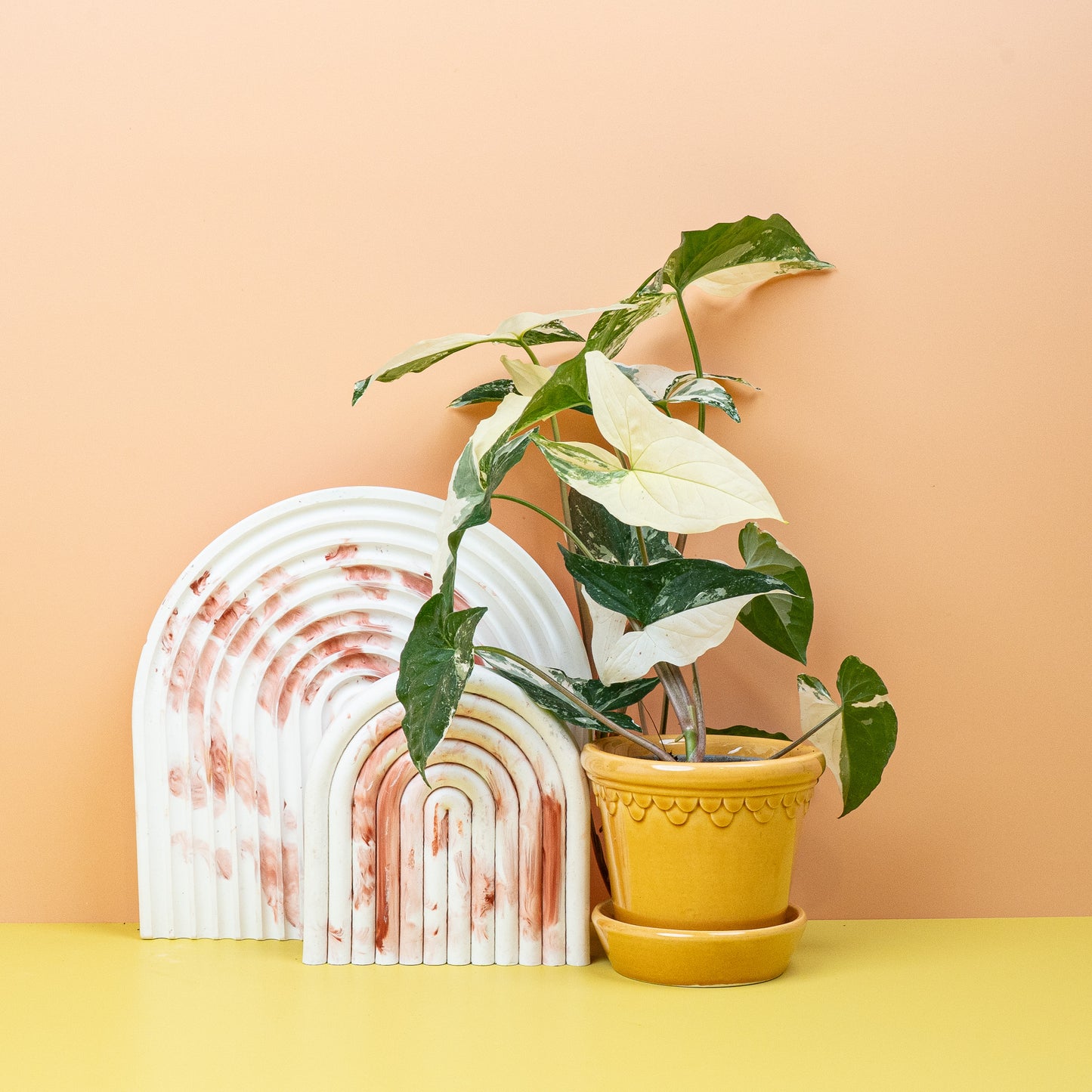 SYNGONIUM PODOPHYLLUM VARIEGATA online bestellen bei potflourri