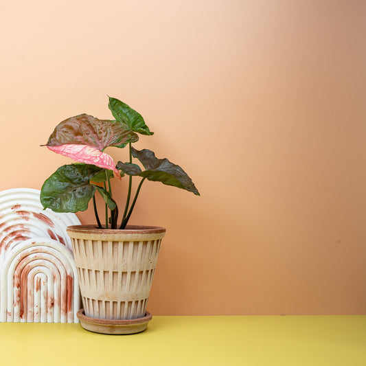 SYNGONIUM STRAWBERRY ICE online bestellen bei potflourri