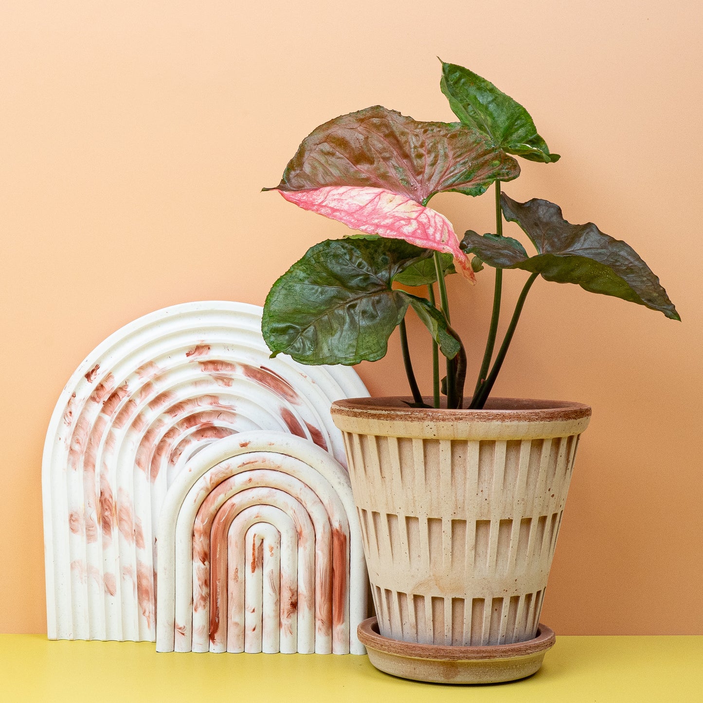 SYNGONIUM STRAWBERRY ICE online bestellen bei potflourri