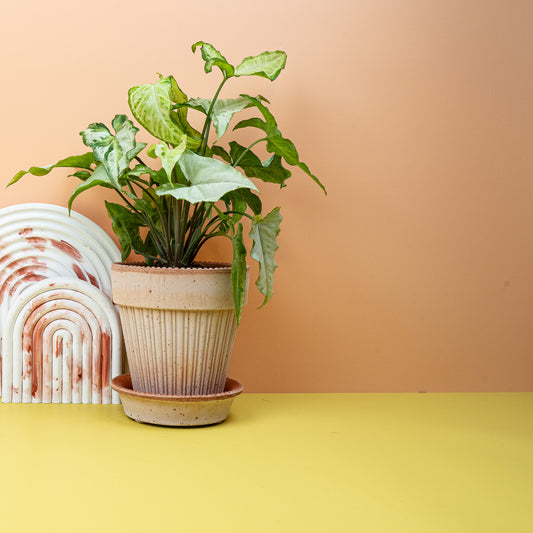 SYNGONIUM THREE KINGS online bestellen bei potflourri