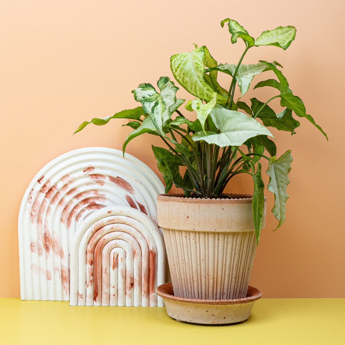 SYNGONIUM THREE KINGS online bestellen bei potflourri